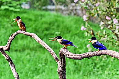 《艾尔登法环》黄金君王葛瑞克介绍 无休止收割肉体