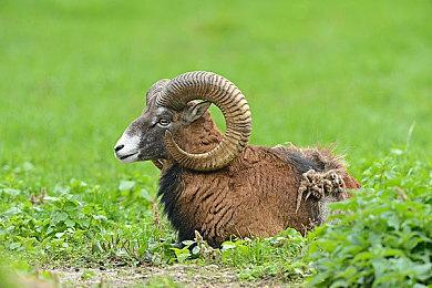 《杀手3》免费新地图“安布罗斯岛” 7月26日上线